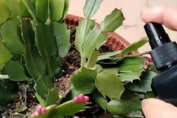 春季养殖蟹爪兰的方法,每隔一个星期追肥一次