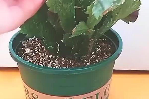 春季养殖蟹爪兰的方法,每隔一个星期追肥一次