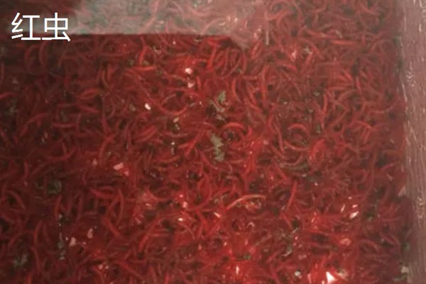 农民养什么东西有前景，红虫、鱿鱼、蝈蝈等品种值得考虑