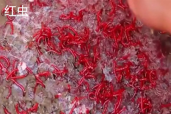 农民养什么东西有前景，红虫、鱿鱼、蝈蝈等品种值得考虑