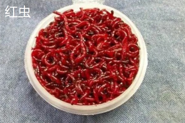 农民养什么东西有前景，红虫、鱿鱼、蝈蝈等品种值得考虑