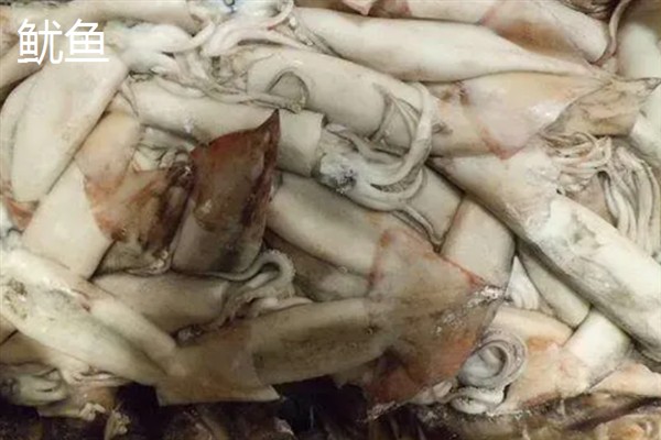 农民养什么东西有前景，红虫、鱿鱼、蝈蝈等品种值得考虑