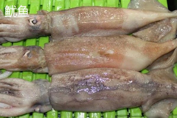 农民养什么东西有前景，红虫、鱿鱼、蝈蝈等品种值得考虑