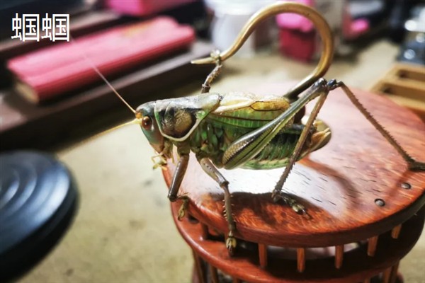 农民养什么东西有前景，红虫、鱿鱼、蝈蝈等品种值得考虑