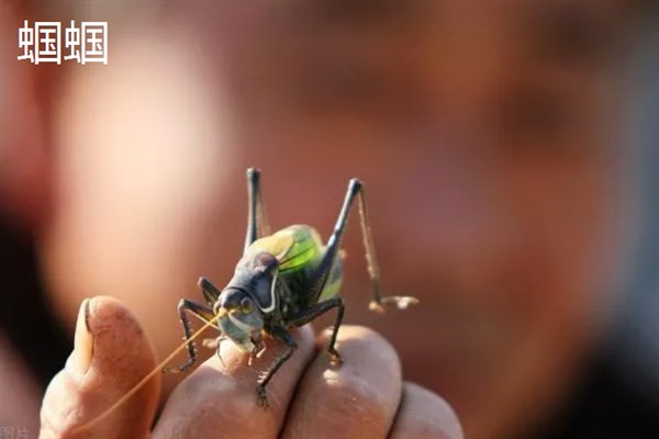 农民养什么东西有前景，红虫、鱿鱼、蝈蝈等品种值得考虑