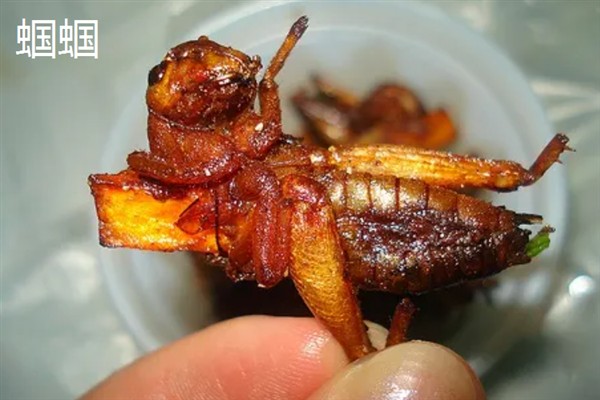 农民养什么东西有前景，红虫、鱿鱼、蝈蝈等品种值得考虑