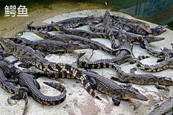 农民养什么东西有前景，红虫、鱿鱼、蝈蝈等品种值得考虑