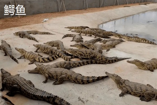 农民养什么东西有前景，红虫、鱿鱼、蝈蝈等品种值得考虑