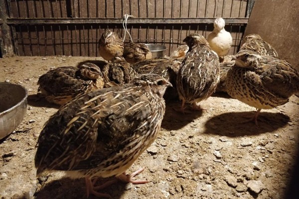 农民养什么东西有前景，红虫、鱿鱼、蝈蝈等品种值得考虑