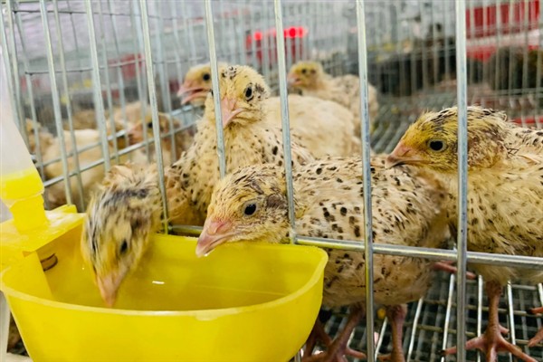 农民养什么东西有前景，红虫、鱿鱼、蝈蝈等品种值得考虑