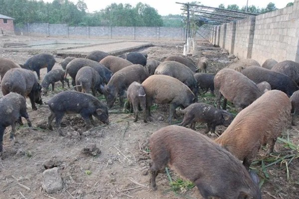 农民养什么东西有前景，红虫、鱿鱼、蝈蝈等品种值得考虑