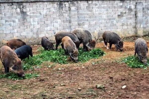 农民养什么东西有前景，红虫、鱿鱼、蝈蝈等品种值得考虑