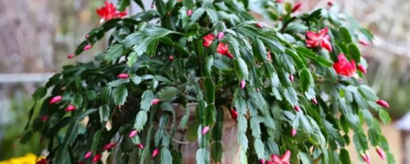 春季养殖蟹爪兰的方法,每隔一个星期追肥一次