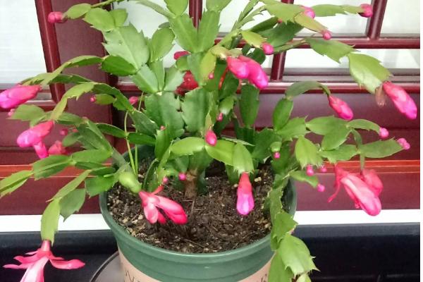 春季养殖蟹爪兰的方法,每隔一个星期追肥一次