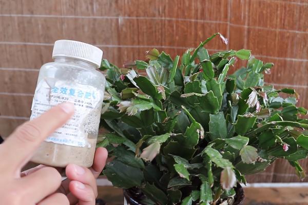 春季养殖蟹爪兰的方法,每隔一个星期追肥一次