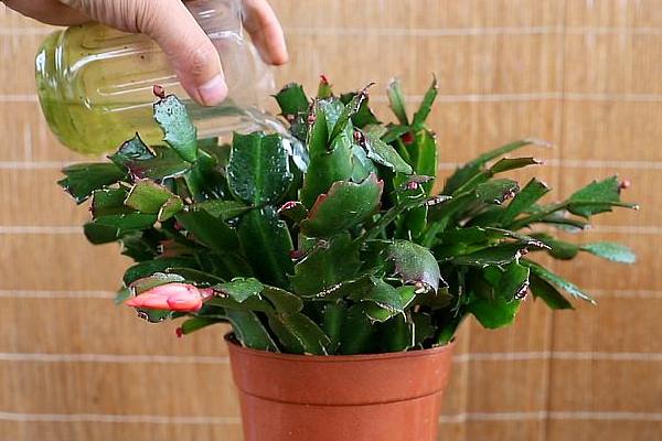 春季养殖蟹爪兰的方法,每隔一个星期追肥一次