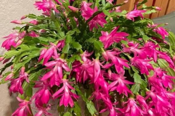 春季养殖蟹爪兰的方法,每隔一个星期追肥一次