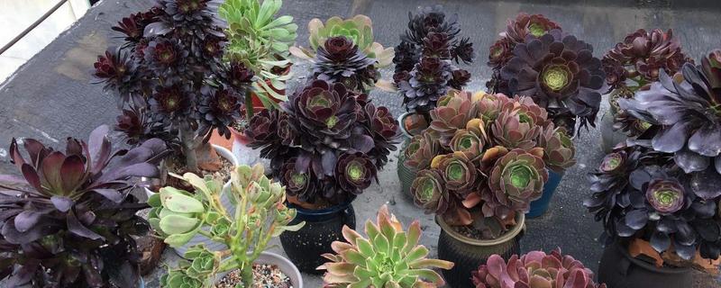 如何养殖黑法师,春秋季节要提供充足的光照