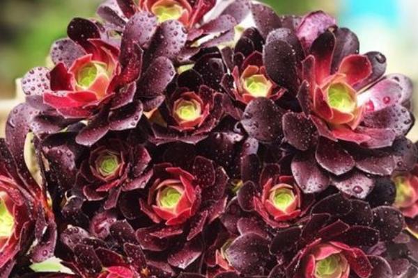 如何养殖黑法师,春秋季节要提供充足的光照