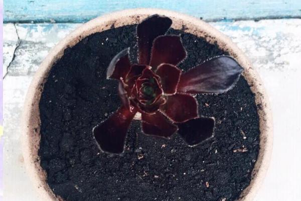 如何养殖黑法师,春秋季节要提供充足的光照