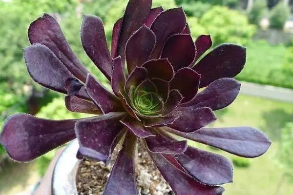 如何养殖黑法师,春秋季节要提供充足的光照