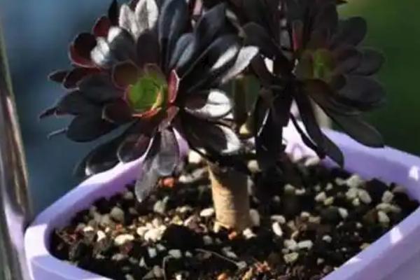 如何养殖黑法师,春秋季节要提供充足的光照