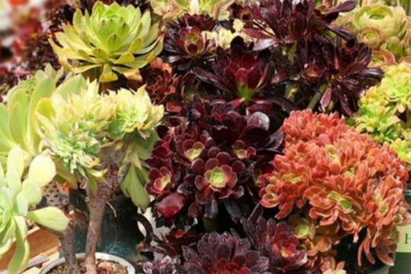 如何养殖黑法师,春秋季节要提供充足的光照