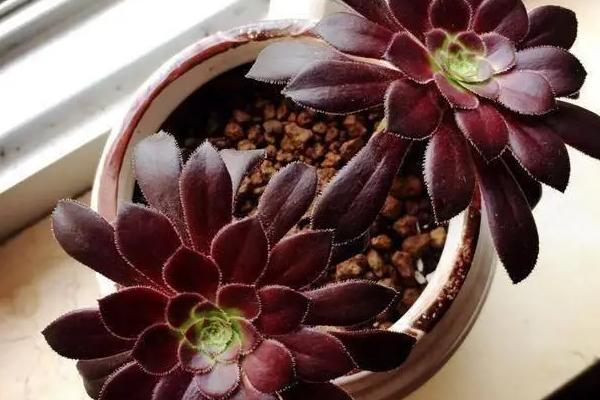 如何养殖黑法师,春秋季节要提供充足的光照