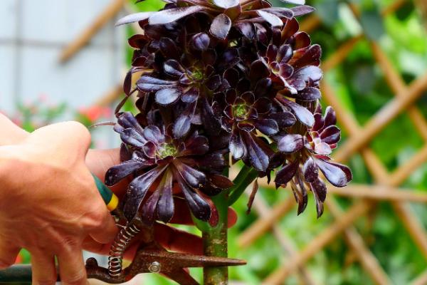 如何养殖黑法师,春秋季节要提供充足的光照