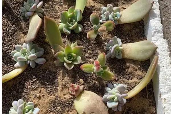 如何养殖黑法师,春秋季节要提供充足的光照