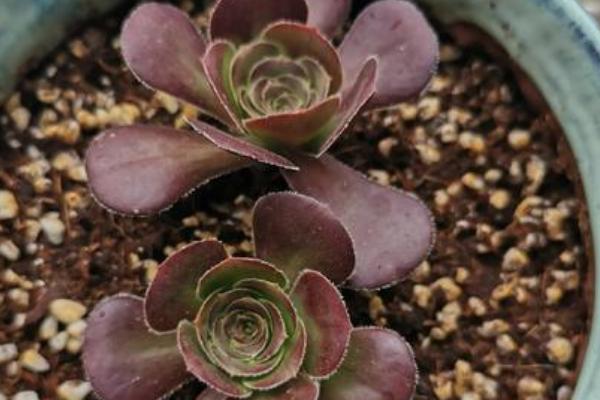 如何养殖黑法师,春秋季节要提供充足的光照