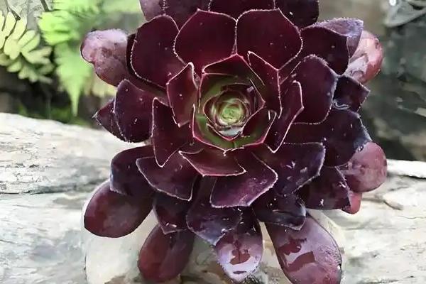 如何养殖黑法师,春秋季节要提供充足的光照