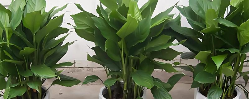 万年青的简介，属于百合科草本植物