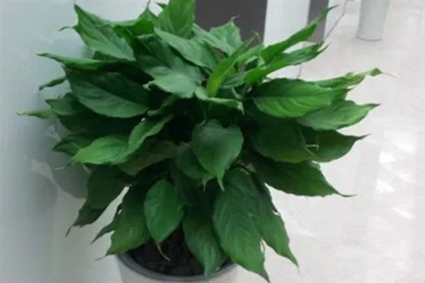 万年青的简介，属于百合科草本植物