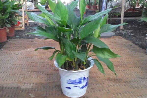 万年青的简介，属于百合科草本植物