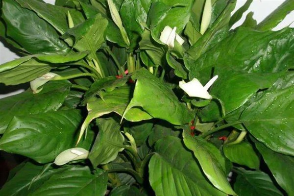 万年青的简介，属于百合科草本植物