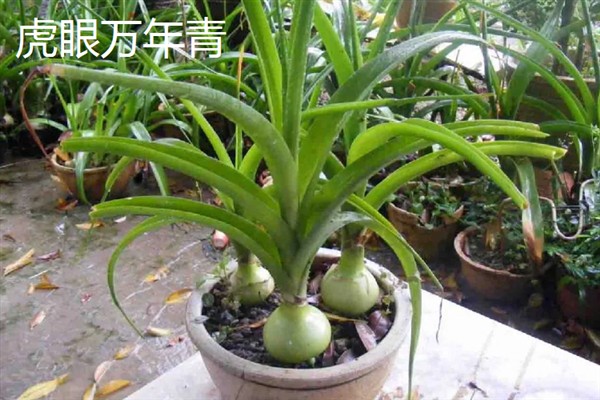 万年青的简介，属于百合科草本植物