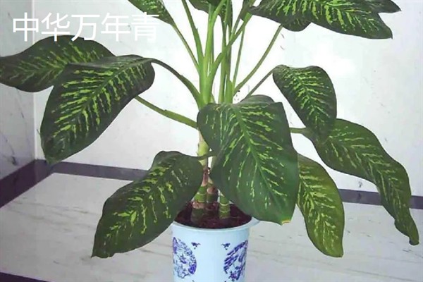 万年青的简介，属于百合科草本植物