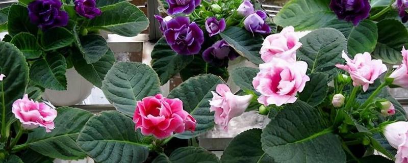 大岩桐的养护方法,喜欢在半阴环境中生长