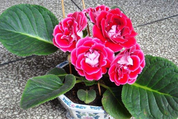 大岩桐的养护方法,喜欢在半阴环境中生长