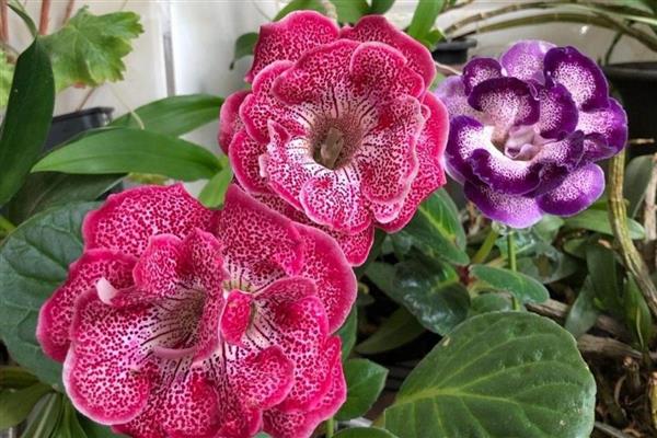 大岩桐的养护方法,喜欢在半阴环境中生长