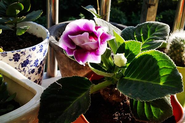 大岩桐的养护方法,喜欢在半阴环境中生长