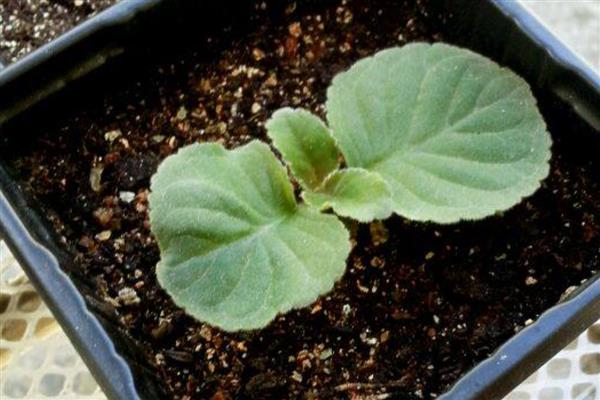 大岩桐的养护方法,喜欢在半阴环境中生长