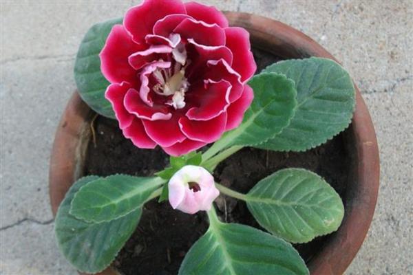 大岩桐的养护方法,喜欢在半阴环境中生长