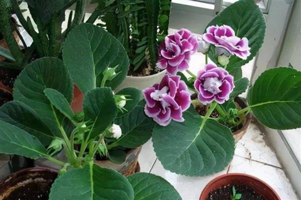 大岩桐的养护方法,喜欢在半阴环境中生长