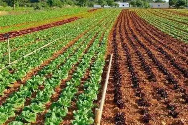 刚开荒的土地如何改善土壤，采取深耕措施可以提高肥力