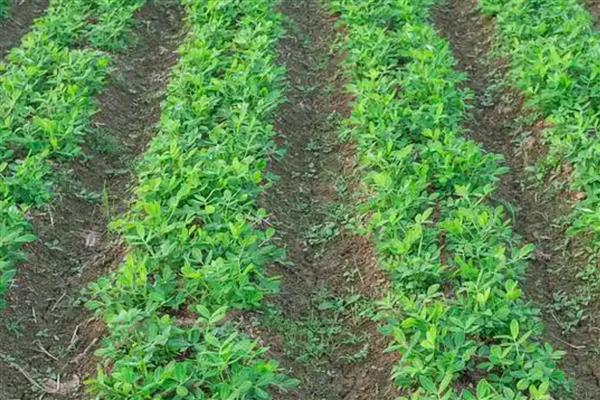 刚开荒的土地如何改善土壤，采取深耕措施可以提高肥力