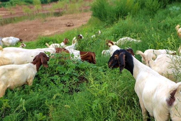 刚开荒的土地如何改善土壤，采取深耕措施可以提高肥力