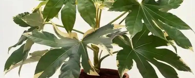 八角金盘的养殖方法，需控制好光照的强度