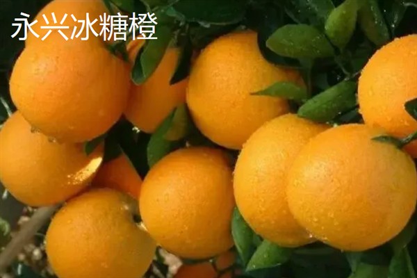 冰糖橙的产地,湖南省产出较多